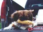 Corndog!!!